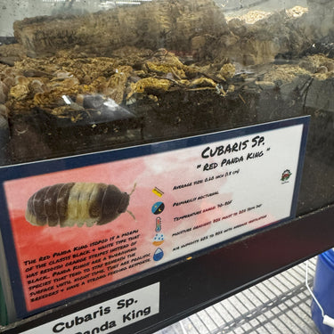Cubaris Sp. Red Panda King Isopod Bin Label